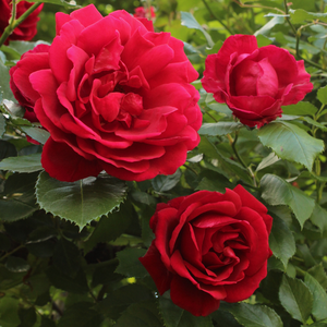 Temno rdeča - Vrtnica plezalka